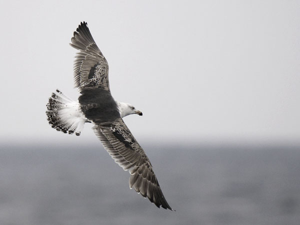 Merilokki, Great Black-backed Gull, Larus marinus