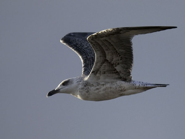 Etelänharmaalokki, Yellow-legged Gull, Larus michahellis