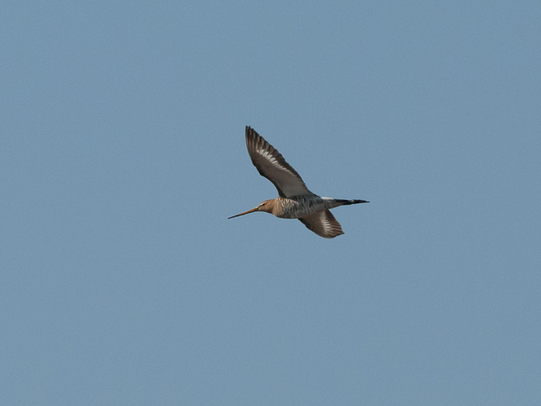 Mustapyrstökuiri, Black-tailed Godwit, Limosa limosa