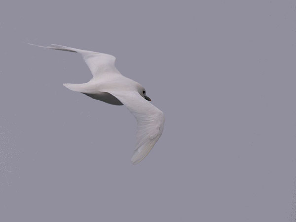 Jäälokki, Ivory Gull, Pagophila eburnea