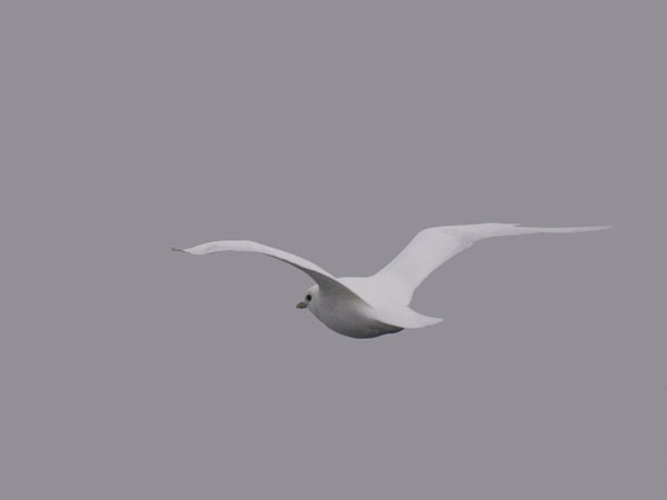 Jäälokki, Ivory Gull, Pagophila eburnea