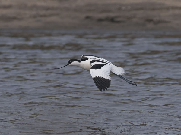 Avosetti, Pied Avocet, Recurvirostra avosetta