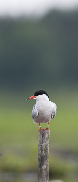 Kalatiira, Common Tern, Sterna hirundo