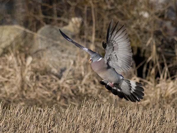 Sepelkyyhky, Common Wood Pigeon, Columba palumbus