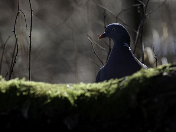 Sepelkyyhky, Common Wood Pigeon, Columba palumbus