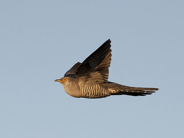 Käki, Common Cuckoo, Cuculus canorus