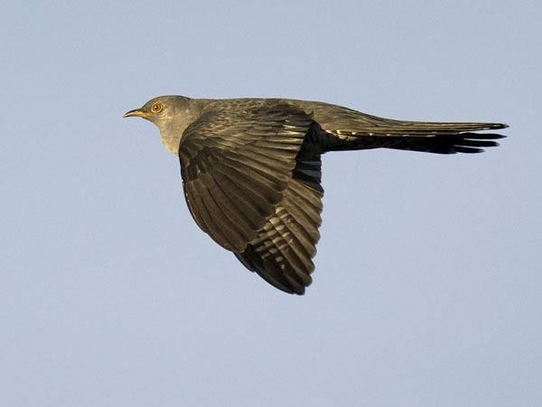 Käki, Common Cuckoo, Cuculus canorus