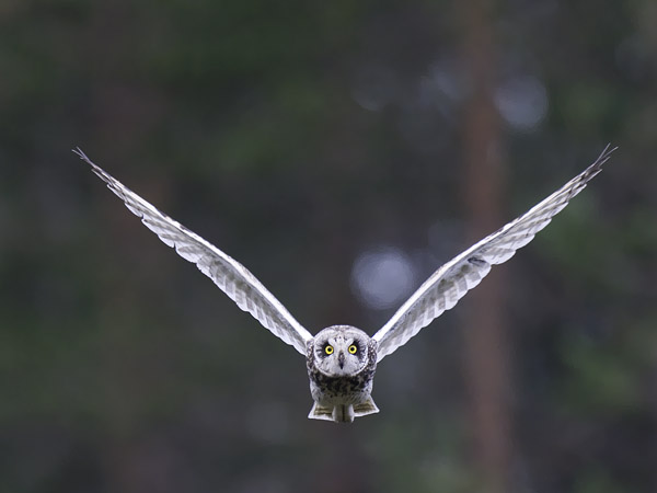 Suopöllö, Short-eared Owl, Asio flammeus
