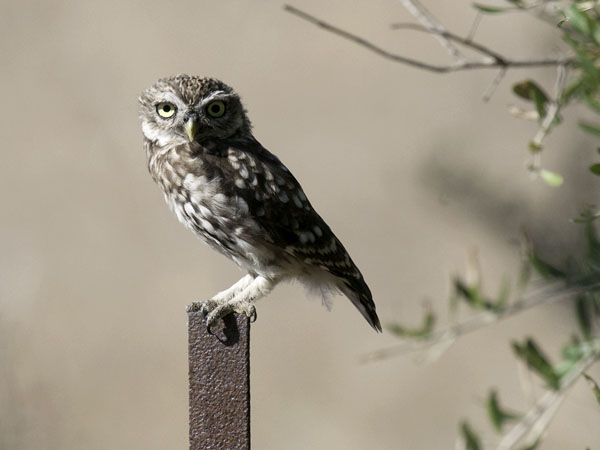 Minervanpöllö, Little Owl, Athene noctua