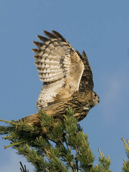 Huuhkaja, Eurasian Eagle Owl, Bubo bubo