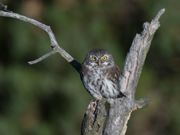 Varpuspöllö, Eurasian Pygmy Owl, Glaucidium passerinum 