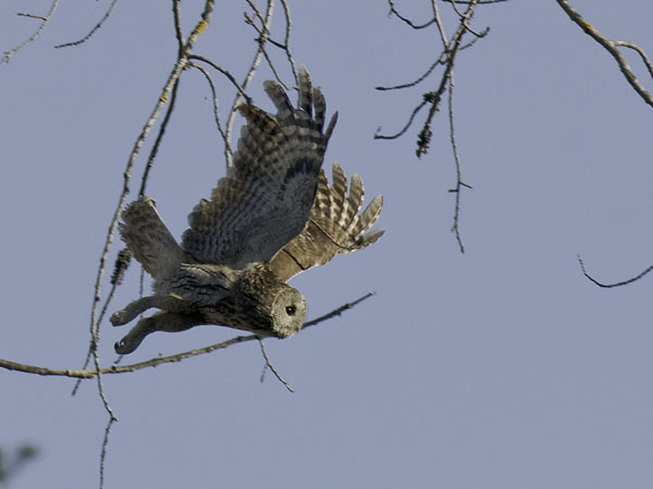 Lehtopöllö, Tawny Owl, Strix aluco