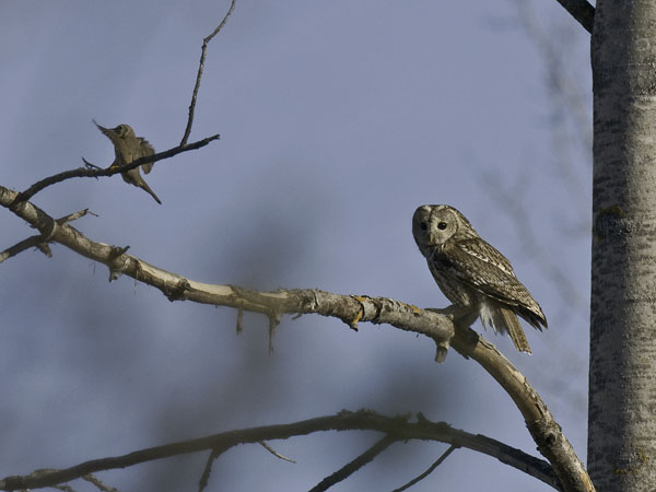 Lehtopöllö, Tawny Owl, Strix aluco