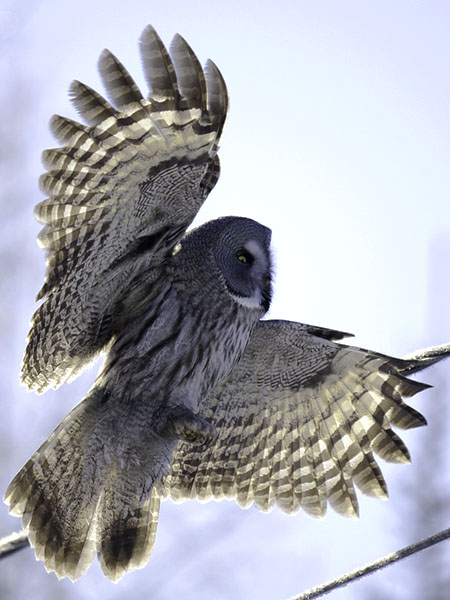 Lapinpöllö, Great Grey Owl, Strix nebulosa