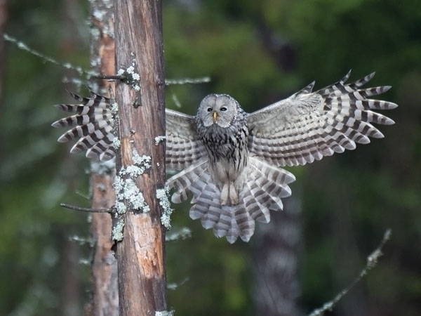 Viirupöllö, Ural Owl, Strix uralensis