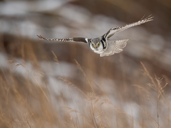 Hiiripöllö, Northern Hawk Owl, Surnia ulula