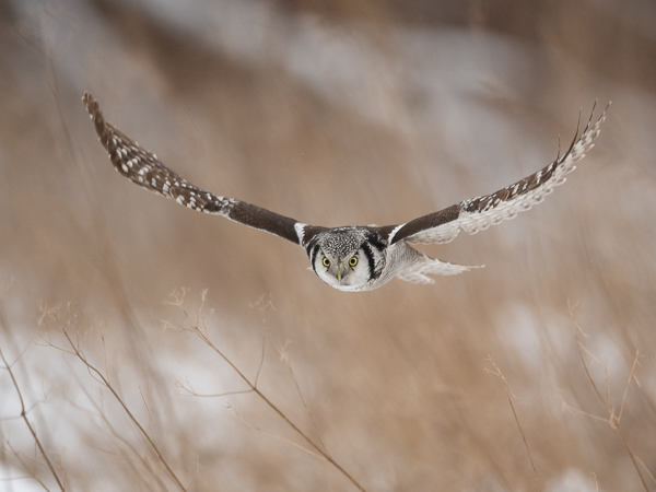 Hiiripöllö, Northern Hawk Owl, Surnia ulula