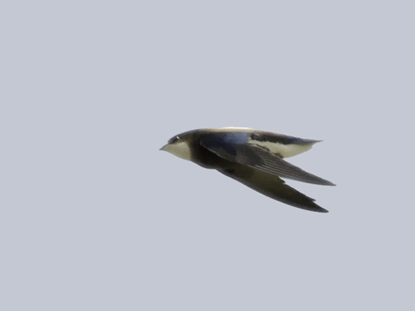 Piikkipyrstökiitäjä, White-throated Needletail, Hirundapus caudacutus