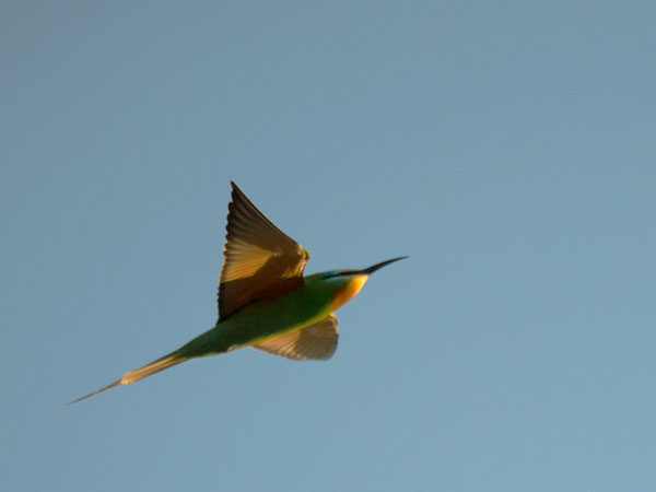 Vihermehiläissyöjä, Blue-cheeked Bee-eater, Merops persicus