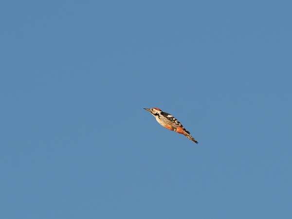 Valkoselkätikka, White-backed Woodpecker, Dendrocopos leucotos