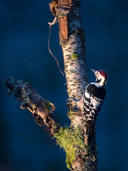 Valkoselkätikka, White-backed Woodpecker, Dendrocopos leucotos
