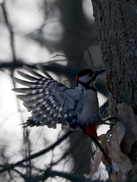 Käpytikka, Great Spotted Woodpecker, Dendrocopos major