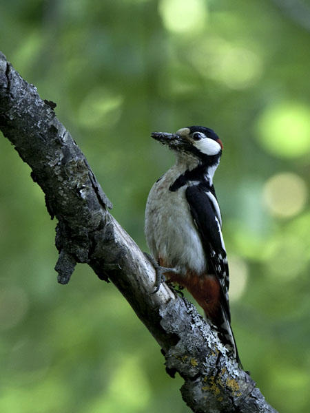 Käpytikka, Great Spotted Woodpecker, Dendrocopos major