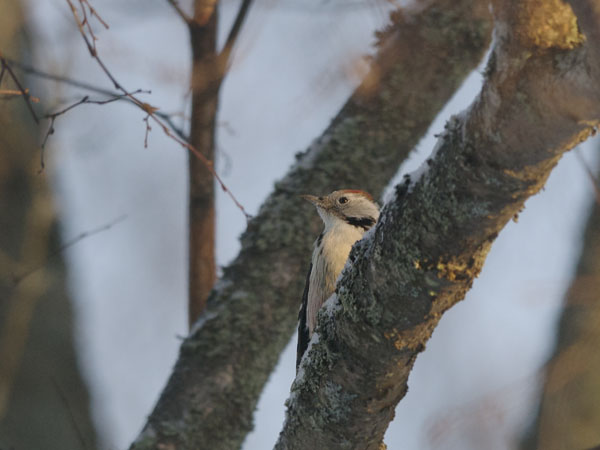 Tammitikka, Middle Spotted Woodpecker, Dendrocopos medius