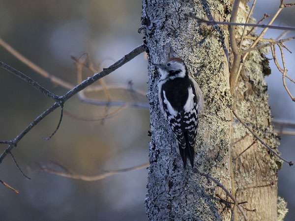 Tammitikka, Middle Spotted Woodpecker, Dendrocopos medius