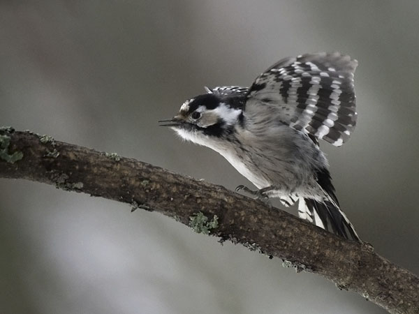 Pikkutikka, Lesser Spotted Woodpecker, Dendrocopos minor