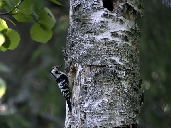 Pikkutikka, Lesser Spotted Woodpecker, Dendrocopos minor