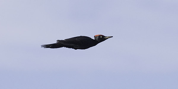Palokärki, Black Woodpecker, Dryocopus martius