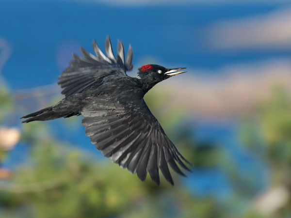 Palokärki, Black Woodpecker, Dryocopus martius
