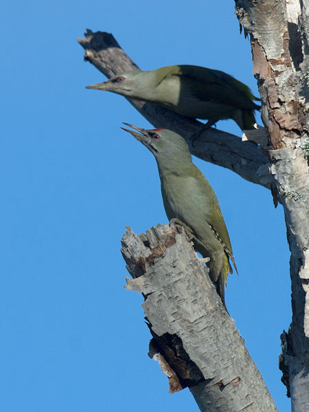 Harmaapäätikka, Grey-headed Woodpecker, Picus canus