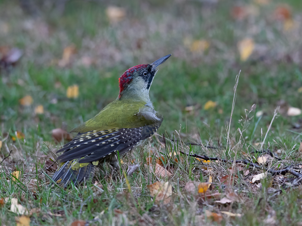 Vihertikka, European Green Woodpecker, Picus viridis