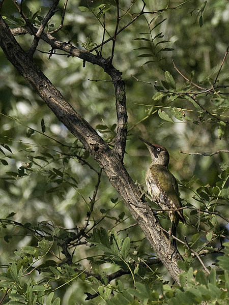 Vihertikka, European Green Woodpecker, Picus viridis