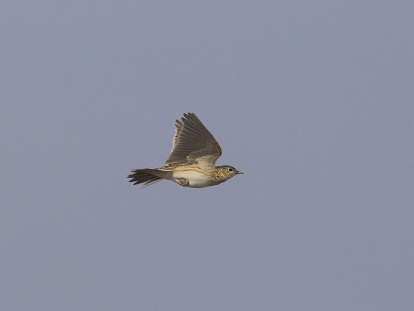 Kiuru, Eurasian Skylark, Alauda arvensis