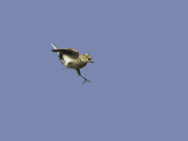 Kiuru, Eurasian Skylark, Alauda arvensis