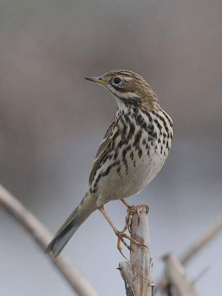 Lapinkirvinen, Red-throated Pipit, Anthus cervinus
