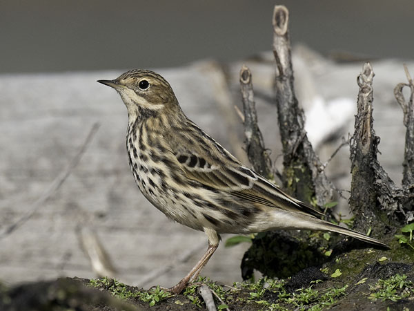 Lapinkirvinen, Red-throated Pipit, Anthus cervinus