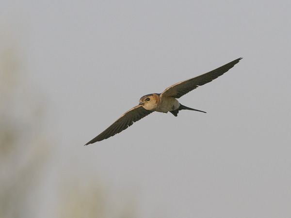 Ruostepääsky, Red-rumped Swallow, Cecropis daurica