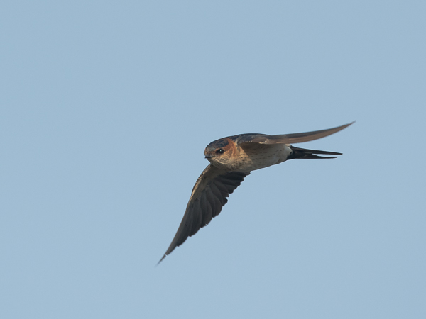 Ruostepääsky, Red-rumped Swallow, Cecropis daurica
