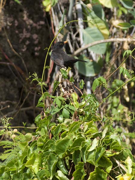 Mustarastas, Common Blackbird, Turdus merula