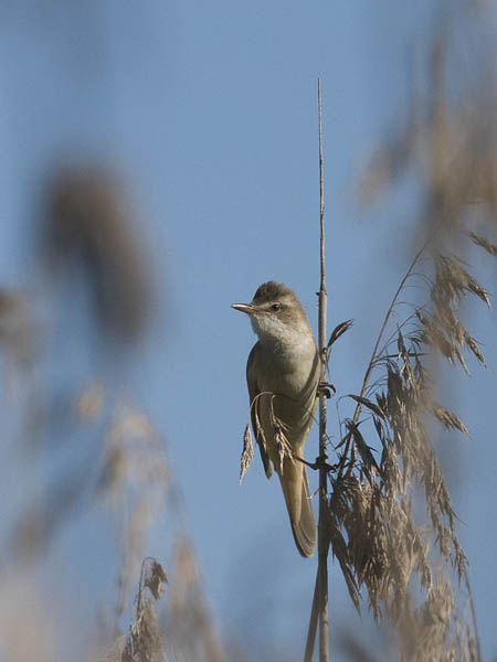 Rastaskerttunen, Great Reed Warbler, Acrocephalus arundinaceus