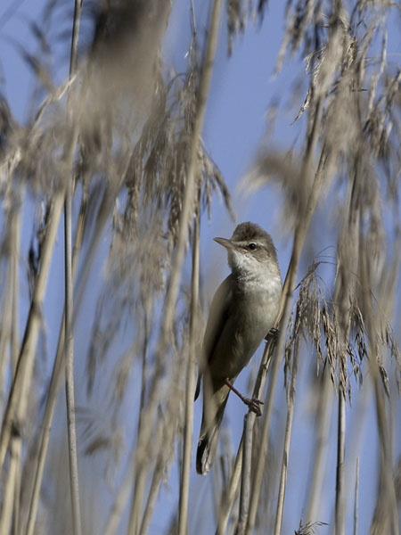 Rastaskerttunen, Great Reed Warbler, Acrocephalus arundinaceus
