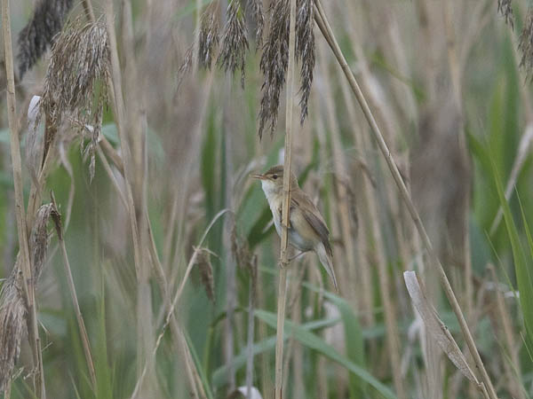 Rytikerttunen, European Reed Warbler, Acrocephalus scirpaceus