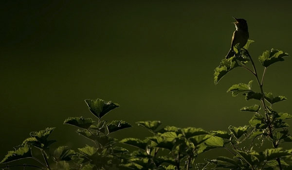 Pensassirkkalintu, Common Grasshopper Warbler, Locustella naevia