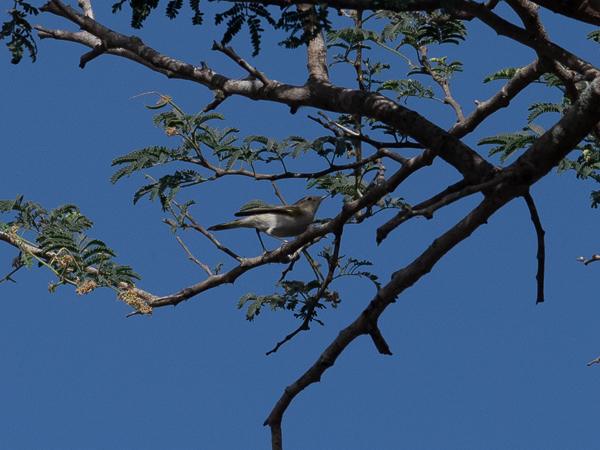 Vuoriuunilintu, Western Bonelli's Warbler, Phylloscopus bonelli