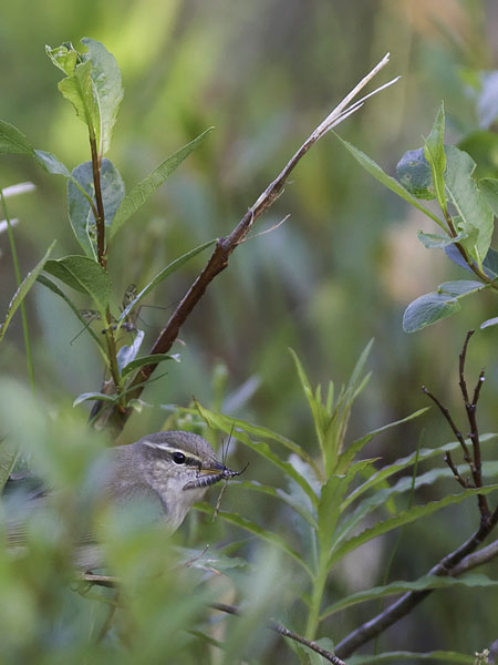 Lapinuunilintu, Arctic Warbler, Phylloscopus borealis