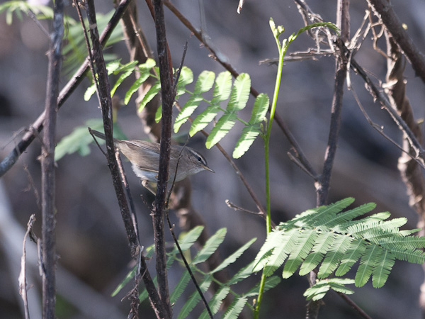 Ruskouunilintu, Dusky Warbler, Phylloscopus fuscatus